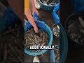 Not everyone #bussiness  #freshfishmarket  #freshseafood  #youtubeshort  #viralshorts