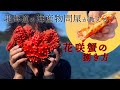 【特大】花咲蟹の捌き方と鉄砲汁の作り方