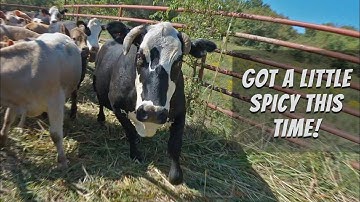 Catching and Weaning some of our Best Looking Calves!