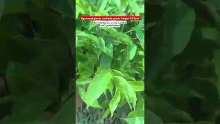 Agarwood plants available #farming  strong big stick size and Healthy Quality plants #specialplants