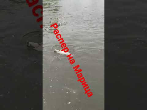 Распер на Марица