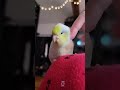 eepy #birdsofinstagram #bird #parrot #parrotlet #parrotvideo #cutebirds #birdslover #birb