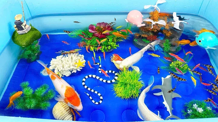 Let's explore what fish and sea creatures there are:sharks,jellyfish#goldfish#animals#viral videos