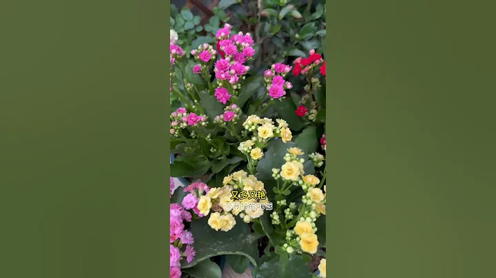 你家的長壽花死活不開花，給它撒把這種粉 #長壽花 #花卉綠植 #分享家庭養花知識 #shorts - 天天要聞