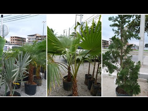 Vídeo: Arbusto decorativo: traçamos um enredo pessoal