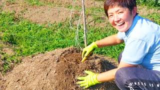 観たらやりたくなります❗雑草堆肥の作り方〜発酵〜完成まで