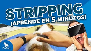 ¡ASÍ SE VE MEJOR! Cómo hacer stripping a un perro Jack Russell | Curso Peluquería Canina
