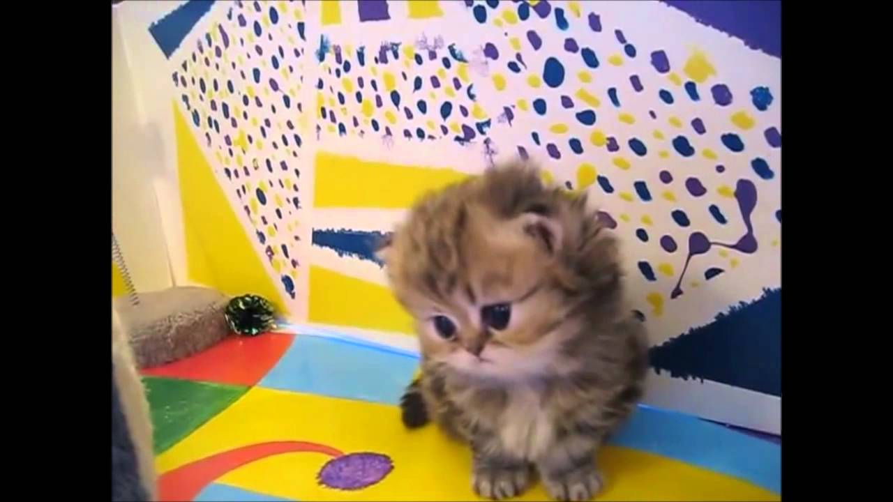 悶絶級 死ぬほどかわいい子猫たち キュン死注意 Youtube