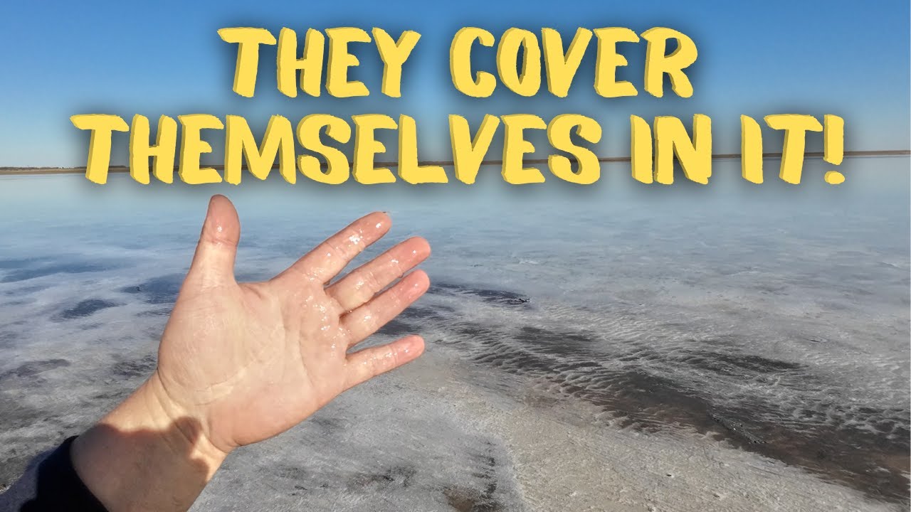 Why are they rubbing this all over?! Mud Madness! Wild Pink Salt Lake in Kazakhstan! 