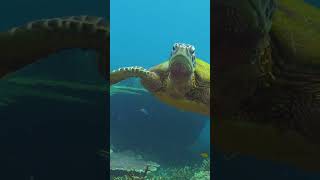 Life Below Water: Rigs-to-Reef Out Now