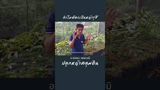 ปลูกหญ้าคลุมดิน/อาจารย์ธงชนะ/098-8877925