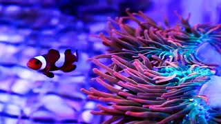 Морской аквариум. Питание коралов.