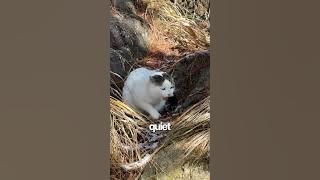 If You Let Your Cat Outside, You Might Be the Problem ๐ฑ๐ซ | Hereโs Why