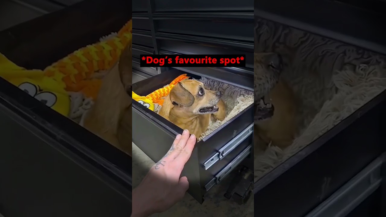 His Dog Was Sitting Inside The Drawer 😳 (fullwarp/TT)