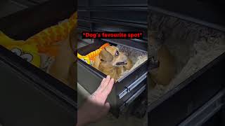 His Dog Was Sitting Inside The Drawer 😳 (fullwarp/TT)