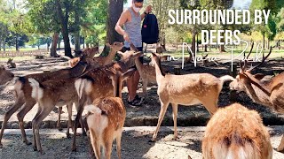 Deers of Nara Park and Todaiji Temple | Traveling Japan vlog
