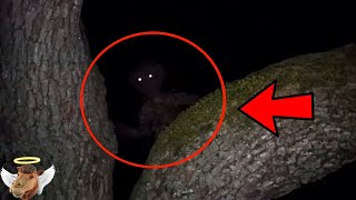 5 Misteriosas Criaturas Que No Quisieras Encontrarte En El Bosque