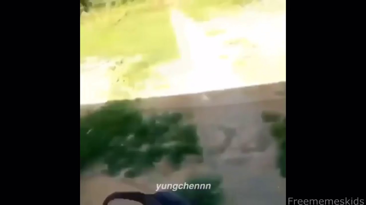 “Watch this dumbass dog” (No lie)