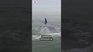 Dead Sperm Whale Washed Ashore In Zeeland