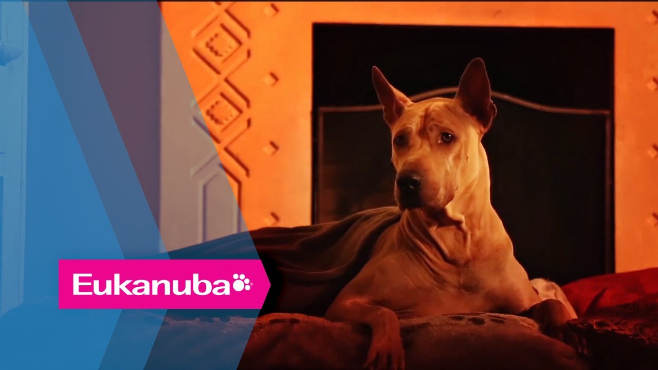 eukanuba daily care sensitive skin