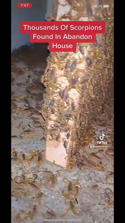 Thousands Of Scorpions Found In Abandoned House!