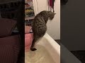 Funny Cats 😸 || Best Funny Animals #shorts of 2023 #102 😸