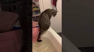 Funny Cats 😸 || Best Funny Animals #shorts of 2023 #102 😸