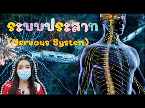 ระบบประสาท (สมอง)