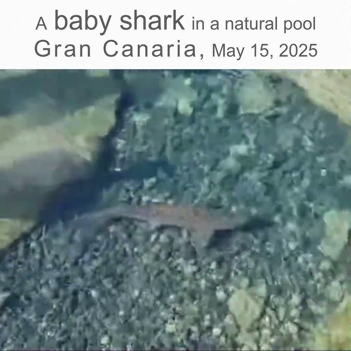 A baby shark 🦈 in a natural pool in Gran Canaria May 15, 2025 #GranCanaria #shark
