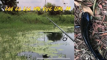 Câu cá lóc vòng vòng khu vực Long an #fishing ,#caucaloctunhien #caucalocdong
