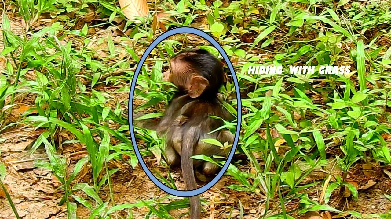 OMG, Baby Monkey Carlino Hiding With The Grass When Mom Walking Fast & Leave Him