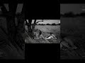 A Lion Sleeps Beside a Gazelle… The Unexpected Peace 😳🦁🦌 #Lion #Nature