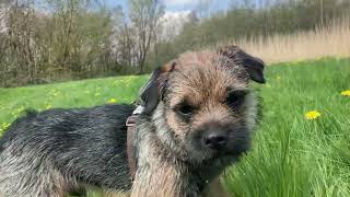 Gizmo playing out and about 🐾 #borderterrier #puppy #dog by Gizmo The Border Terrier 🐾🐕 4,117 views 11 months ago 4 minutes, 37 seconds