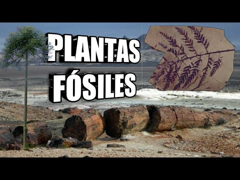 🌲🌴🌱 PALEOBOTÁNICA: Las PLANTAS del pasado 🍀🌴