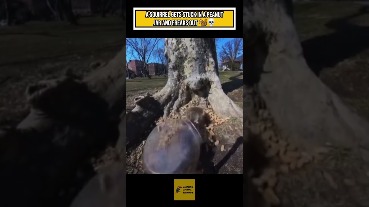 Squirrel gets stuck in a peanut jar for a second and freaks out 🤣 