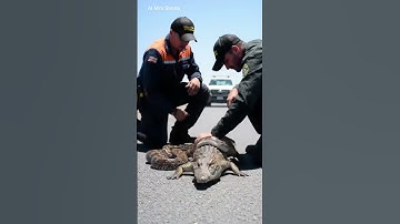 Python Tries to Eat Crocodile on Road – Shocking Rescue! #youtube