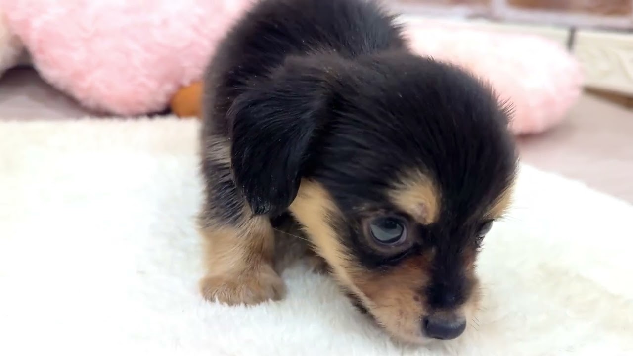 犬の家＆猫の里桑名店】No.205664 チワックスくん - YouTube