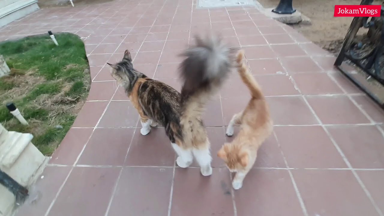 TAHLIA INTERNATIONAL VETERINARY CLINIC JEDDAH YouTube