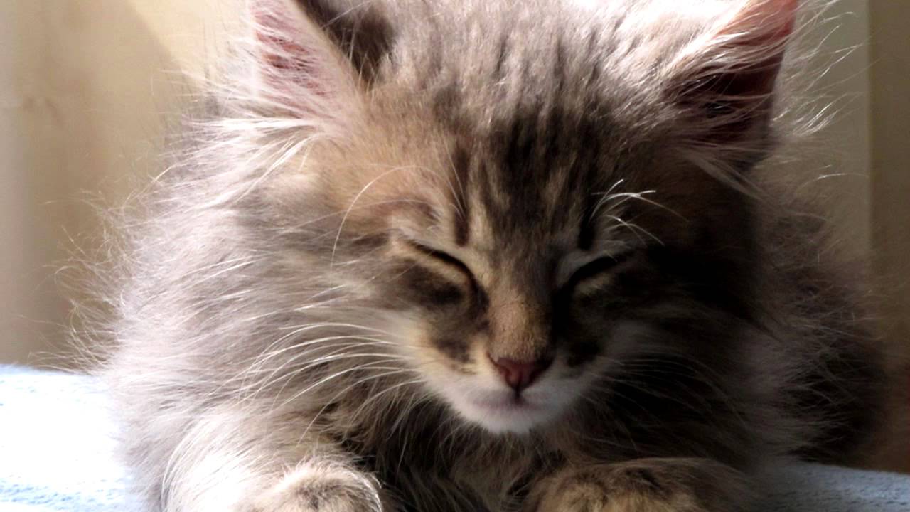 kitten sounds video kitten sounds video