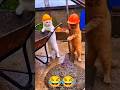 funny cat video #viral #funny #shortvideo