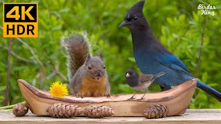 Cat TV Birds 😺🐦 Steller's Jays, Squirrels, and the Little Boat ❤️ Relax Your Cat ❤️ 8 Hours(4K HDR)