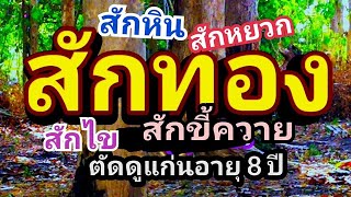 สักทอง สักหยวก สักขี้ควาย สักหิน สักไข ผ่าดูต้นสักอายุ8ปี ep110