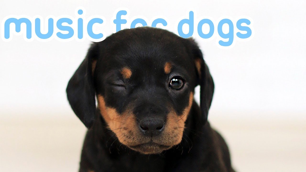 puppy paradise 15 HOURS OF RELAXING DOG MUSIC! Music to Help My Dog Sleep! NEW 2019!