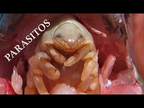 Video: ¿Dónde viven los parásitos en el cuerpo humano?