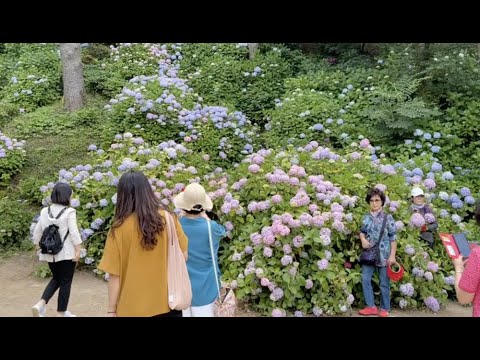 [4K HDR] An afternoon walk in Busan Taejongdae Park 🌊🌲🌳