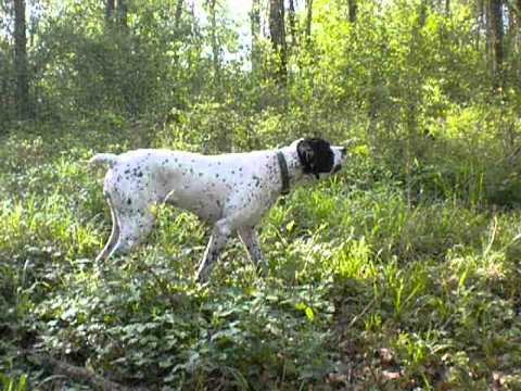 Braque D Auvergne Arret Dipsy 3avi