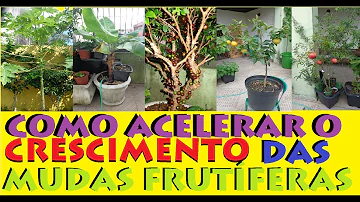 Qual o melhor adubo para planta crescer rápido?