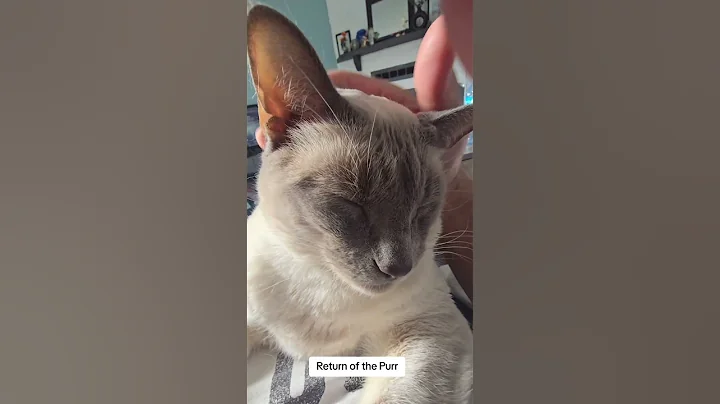 Video 8634911: siamese cat purrs, siamesecat cat, cat kittycat