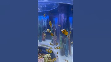 Nemo overload 🐡 #cebuoceanpark #smseasidecebu #cebu #findingnemo #clownfish #philippines