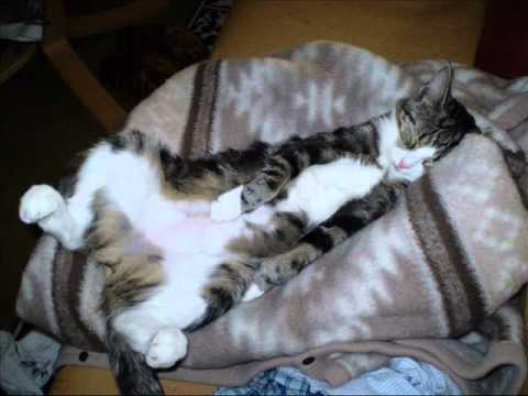 Video: Sarkokystoosi Kissoilla Kissan Infektio